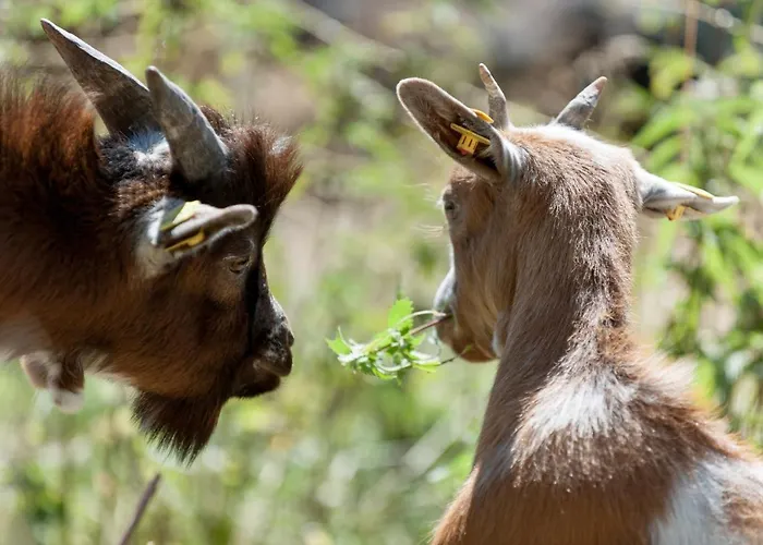 بيت ضيافة Alpengasthof Gaislach Alm