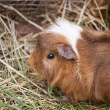 Alpengasthof Gaislach Alm Гостевой дом 3*