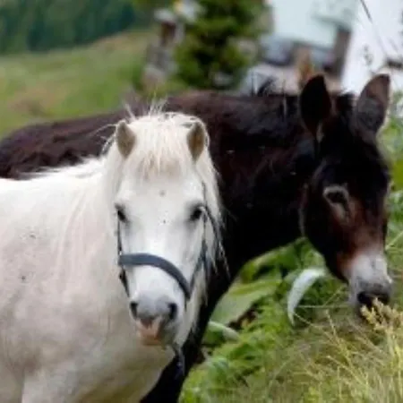 Alpengasthof Gaislach Alm Гостевой дом