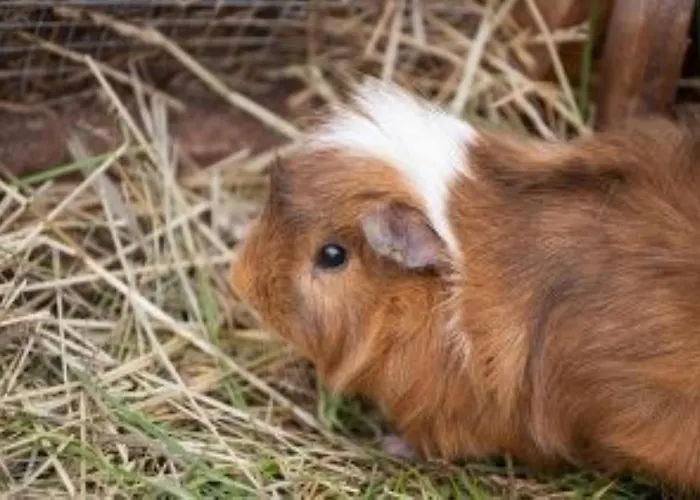 Alpengasthof Gaislach Alm Гостевой дом 3*