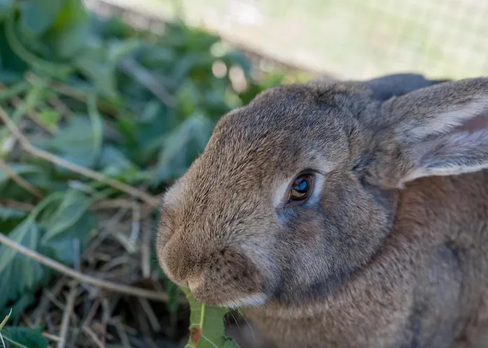 Гостевой дом Alpengasthof Gaislach Alm Зёльден